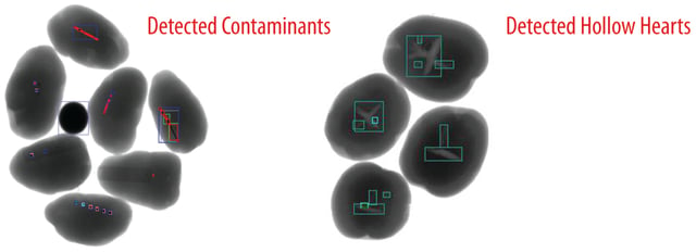 Plan-Potatoes-ContaminantsHollowHearts-.jpg