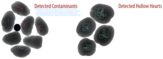 Plan-Potatoes-ContaminantsHollowHearts-.jpg